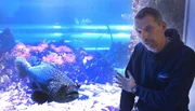 Aquarienleiter Thomas Ulrich arbeitet seit mehr als 15 Jahren im Meereszentrum auf Fehmarn. Weitere Fotos erhalten Sie auf Anfrage.