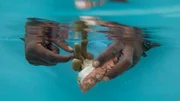 "Coral Vita" ist eine Umweltschutzorganisation, die sich dem Schutz von Korallenriffen verschrieben hat. Ihre Wissenschaftlerinnen und Wissenschaftler setzen gez&uuml;chtete Korallen hohen Temperaturen und S&auml;ureeinwirkung aus, um deren Resilienz zu st&auml;rken, bevor sie ins Meer verbracht werden.