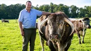 Ludger Bremehr auf der Weide mit Britischen Longhorn-Rindern.