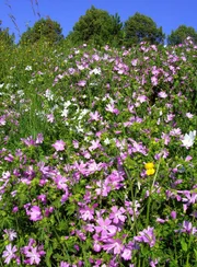 Man m&ouml;chte meinen, der Storchschnabel ist eine unscheinbare Wiesenpflanze. Doch seine Bl&uuml;ten sind grazile Sch&ouml;nheiten.