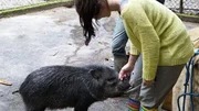 Pekaris sind auch Schweine 3