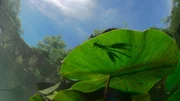 Libellen brauchen saubere Gew&auml;sser mit vielen Pflanzen. Im Oberrheintal schafft das Grundwasser solche Libellenparadiese.