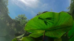 Libellen brauchen saubere Gew&auml;sser mit vielen Pflanzen. Im Oberrheintal schafft das Grundwasser solche Libellenparadiese.