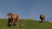 Das Ochsenrennen in Haushofen hat eine lange Tradition: Seit 1985 reiten die Ochserer alle vier Jahre um die Wette. 2009 war es wieder so weit. Tausende von Besuchern schauten sich das Spektakel an, besuchten die Tiere auf ihren heimischen H&ouml;fen und begleiteten die Besitzer bei den Vorbereitungen auf die Rennen.