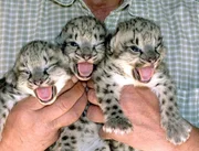 NEUE ZOOGESCHICHTEN - AmYsantes aus Stall und Gehegen, Film von Eckart Pingel.