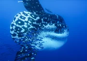 Der Mondfisch (Mola Mola) ist der gr&ouml;&szlig;te Knochenfisch der Ozeane. Die gr&ouml;&szlig;ten Exemplare erreichen ein Gewicht von &uuml;ber zwei Tonnen. Mondfische ern&auml;hren sich haupts&auml;chlich von Quallen und Salpen.