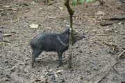 Ein Pekari-Junges bei der Fellpflege - Schubbern am Baumstamm.