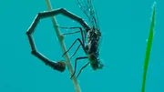Libellenweibchen der &bdquo;Gemeinen Bachjungfer&ldquo; bohren unter Wasser Pflanzenhalme an, um dort ihre Eier zu befestigen. Bachjungfern tauchen daf&uuml;r bis zu 90 Minuten.