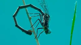 Libellenweibchen der &bdquo;Gemeinen Bachjungfer&ldquo; bohren unter Wasser Pflanzenhalme an, um dort ihre Eier zu befestigen. Bachjungfern tauchen daf&uuml;r bis zu 90 Minuten.