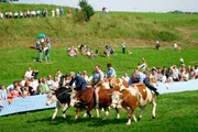 Bayerisches Fernsehen WELT DER TIERE, "Bayerisches Rodeo", am Sonntag (25.08.13) um 15:00 Uhr. Das Ochsenrennen in Haushofen hat eine lange Tradition: Seit 1985 reiten die Ochserer alle vier Jahre um die Wette. 2009 war es wieder so weit. Tausende von Besuchern schauten sich das Spektakel an, besuchten die Tiere auf ihren heimischen H&ouml;fen und begleiteten die Besitzer bei den Vorbereitungen auf die Rennen.