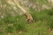 Ein Murmeltier auf der Alpenwiese.