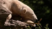 Ein Blick hinter die Kulissen des Tierparks Friedrichsfelde. Wer sind die tierischen Lieblinge? Pandab&auml;rin Chi-Chi, Eisb&auml;r Bj&ouml;rn-Heinrich und Amurtiger Darius begeistern &uuml;ber viele Jahre die Besucher. Heute sind die drei jungen Giraffen Emily, Berti und Odin sowie die Tiger-Zwillinge Ede und Kuno die Stars in Friedrichsfelde. Ein Besuch zum 70. Geburtstag des Tierparks. - Eisb&auml;r