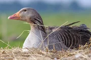Die verschiedenen G&auml;nsearten sind &uuml;berwiegend Vegetarier.