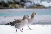 Wild- oder Hausg&auml;nse: Es gibt viele verschiedene Arten von G&auml;nsen.