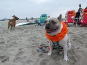 Cherie the French Bulldog, waiting to get surfing on Dog Beach.