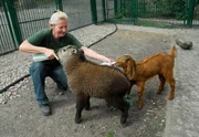 Sichuan-Takin Xiwang (l.) und Langohrziege Zickenkarl sind eng befreundet. Nur beim Trinken aus der Flasche von Tierpflegerin Claudia Walther gibt es einen harten Konkurrenzkampf.