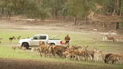 Die Brunft ist das besondere Ereignis im Fr&uuml;hherbst im Wildpark Johannism&uuml;hle, dann r&ouml;hren die Hirsche und buhlt das Wild, die W&ouml;lfe heulen und die Wisente preschen kraftdonnernd &uuml;ber den Platz. - Wildpark Johannism&uuml;hle.