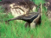 Nach einem kleinen Termitensnack zieht der Ameisenb&auml;r zum n&auml;chsten Bau.