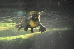 Unterwasseraufnahme eines Schnabeltiers. Tasmanische Schnabeltiere sind um einiges gr&ouml;&szlig;er als ihre Verwandten am Australischen Festland.