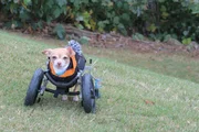 Kanga the 2 legged Chihuahua in his disability bike.