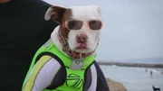 A dog with sunglasses