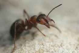 Winzige Zweige und Baumnadeln sind die Grundbaustoffe f&uuml;r das Ameisennest - und die Bewohner halten es st&auml;ndig in Schuss.
