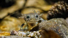 Salamanderlarve.
