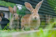 Obwohl Kaninchen seit Jahrhunderten mit dem Menschen zusammenleben, bergen diese Tiere noch immer viele Geheimnisse.