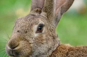 Z&uuml;chter und Forscher ergr&uuml;nden heute die bisher unerforschten Naturinstinkte dieses neugierigen, aber auch sehr scheuen Tieres, das viel mehr als niedlich ist.