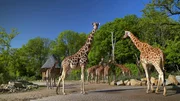 Ein Blick hinter die Kulissen des Tierparks Friedrichsfelde. Wer sind die tierischen Lieblinge? Pandab&auml;rin Chi-Chi, Eisb&auml;r Bj&ouml;rn-Heinrich und Amurtiger Darius begeistern &uuml;ber viele Jahre die Besucher. Heute sind die drei jungen Giraffen Emily, Berti und Odin sowie die Tiger-Zwillinge Ede und Kuno die Stars in Friedrichsfelde. Ein Besuch zum 70. Geburtstag des Tierparks.- Giraffen