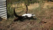 Cow skull