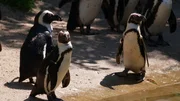 Ein Blick hinter die Kulissen des Tierparks Friedrichsfelde. Wer sind die tierischen Lieblinge? Pandab&auml;rin Chi-Chi, Eisb&auml;r Bj&ouml;rn-Heinrich und Amurtiger Darius begeistern &uuml;ber viele Jahre die Besucher. Heute sind die drei jungen Giraffen Emily, Berti und Odin sowie die Tiger-Zwillinge Ede und Kuno die Stars in Friedrichsfelde. Ein Besuch zum 70. Geburtstag des Tierparks. - Pinguine