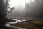 Ein küstennaher Bachlauf in British Columbia. Ein küstennaher Bachlauf in British Columbia.