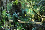Kameramann Peter Nearhos und Producer Matt Hamilton w&auml;hrend der Dreharbeiten im gem&auml;&szlig;igten Regenwald des Southwest Nationalparks.