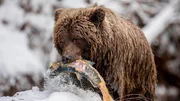 Ein Grizzlybär hat einen Ketalachs erbeutet. Ein Grizzlybär hat einen Ketalachs erbeutet.