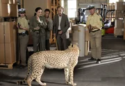 Dr. Susanne Mertens (Elisabeth Lanz, 2. von links), Dr. Fährmann (Michael Lesch, 2. von rechts) und Conny (Thorsten Wolf, Mitte) glauben, den aus seiner Transportkiste geflüchteten Geparden fangen zu können. Doch der Gepard ist schneller. Dr. Susanne Mertens (Elisabeth Lanz, 2. von links), Dr. Fährmann (Michael Lesch, 2. von rechts) und Conny (Thorsten Wolf, Mitte) glauben, den aus seiner Transportkiste geflüchteten Geparden fangen zu können. Doch der Gepard ist schneller.