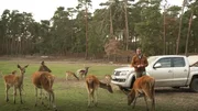 W&ouml;lfe heulen, Hirsche r&ouml;hren, der Ziegenbock Egon meckert, der Muffelbock liegt g&auml;hnend unterm Baum und Diana, der Seeadler, l&auml;uft lieber statt zu fliegen. Ein Besuch im Wildpark Johannism&uuml;hle mit Tanzb&auml;ren, Nachteulen und Platzhirschen. - Wildpark Johannism&uuml;hle.