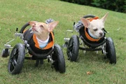 Kanga and Roo the 2 legged Chihuahuas in their disability bike.