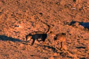 Im Morgengrauen markieren die W&ouml;lfe in den Bergen der Abruzzen die Grenzen ihres Reviers.