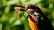 Um erfolgreich Beute zu machen ben&ouml;tigen Eisv&ouml;gel klares, sauberes Wasser, denn sie jagen auf Sicht.