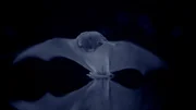 In v&ouml;lliger Dunkelheit greifen Wasserflederm&auml;use M&uuml;cken, Fliegen und Falter zielsicher von der Wasseroberfl&auml;che - sichtbar nur Dank Infrarotkamera.