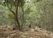 Schon etwa 6000 v. Chr. gab es Mufflons auf Sardinien. Jungsteinzeitmenschen sollen die scheuen kleinen Wildschafe aus Kleinasien bis hin zur Iberischen Halbinsel mitgenommen haben.
