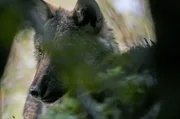 Der Wolf ist zur&uuml;ckgekehrt mitten im Herzen Italiens, dem Nationalpark Abruzzen, Latium und Molise.