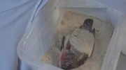 In der experimentellen Archäologie untersuchen Forschende bestimmte Fragestellungen mithilfe von Experimenten. Hier wird der Prozess der Einbalsamierung anhand eines toten Fisches nachvollzogen. In der experimentellen Archäologie untersuchen Forschende bestimmte Fragestellungen mithilfe von Experimenten. Hier wird der Prozess der Einbalsamierung anhand eines toten Fisches nachvollzogen.