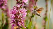 Im Schwirrflug mit mehr als 80 Fl&uuml;gelschl&auml;gen pro Sekunde ist das Taubenschw&auml;nzchen auf Nektarsuche. Kein Wunder, wird der Falter auch Kolibri-Schw&auml;rmer genannt.