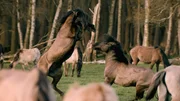 Paarungszeit bei den D&uuml;lmener Wildpferden. Zwei Hengste fechten aus, wer seine wilden Gene an die n&auml;chste Generation weiter geben darf.