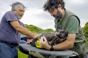 Jos&eacute; Gonz&aacute;les und Javier Gil entlassen einen gez&uuml;chteten Bartgeier in die Freiheit. Der gr&ouml;&szlig;te Vogel Europas leidet unter der durch den Klimawandel wachsenden Zahl von M&uuml;cken in den Hochlagen, die ihn mit Krankheiten infizieren.