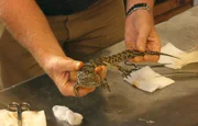 Ein krankes Tier muss operiert werden: ein kleines Nilkrokodil.