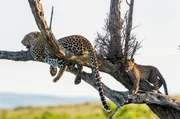 Erwachsene und junge Leoparden bringen sich vor Konkurrenten oft auf B&auml;umen in Sicherheit.