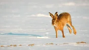 Feldhasen sind Fr&uuml;hstarter; bereits im Januar beginnt ihre Paarungszeit.